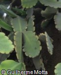 Rhipsalis crispata