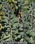 Senecio crassissimus
