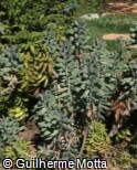 Senecio crassissimus