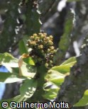 Euphorbia neriifolia