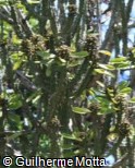 Euphorbia neriifolia
