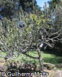 Euphorbia neriifolia