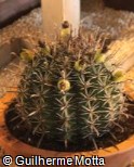 Ferocactus herrerae