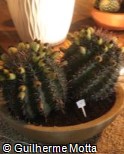 Ferocactus herrerae