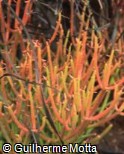 Euphorbia tirucalli ´Rosea´