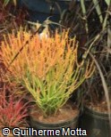 Euphorbia tirucalli ´Rosea´