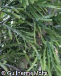 Euphorbia ramipressa