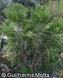 Euphorbia ramipressa