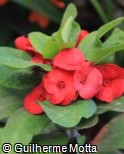 Euphorbia milii ´Small Red´