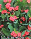 Euphorbia milii ´Small Red´