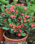 Euphorbia milii ´Small Red´