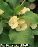 Euphorbia milii ´Giant Pak Thongchai´