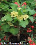 Euphorbia milii ´Giant Pak Thongchai´