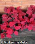 Euphorbia pulcherrima ´Venus Hot Pink´