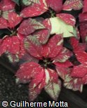 Euphorbia pulcherrima ´Jingle Bells´