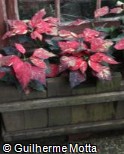 Euphorbia pulcherrima ´Jingle Bells´