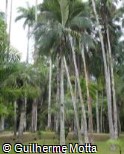 (ACRU) Acanthophoenix rubra (ACRU) Acanthophoenix rubra