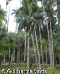 Acanthophoenix rubra