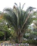 Attalea cohune
