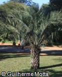 (BUCA) Butia catarinensis (BUCA) Butia catarinensis
