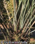 Butia catarinensis