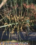 Butia catarinensis