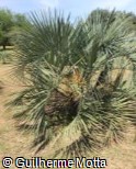(BUPA) Butia paraguayensis (BUPA) Butia paraguayensis