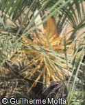 Butia paraguayensis