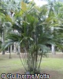 (CAFO2) Calyptrocalyx forbesii (CAFO2) Calyptrocalyx forbesii