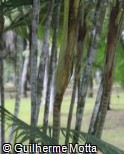 Calyptrocalyx forbesii