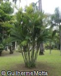 Calyptrocalyx forbesii
