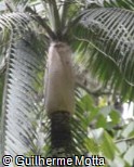 Dictyosperma album var. conjugatum