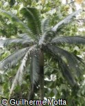 Dictyosperma album var. conjugatum