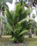 (PHMA4) Phytelephas macrocarpa (PHMA4) Phytelephas macrocarpa