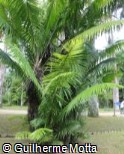 Phytelephas macrocarpa
