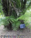 Phytelephas macrocarpa