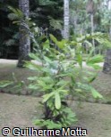 (WAOB) Wallichia oblongifolia (WAOB) Wallichia oblongifolia