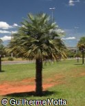 (BRAC) Brahea aculeata (BRAC) Brahea aculeata