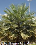 Brahea aculeata