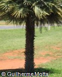 Brahea aculeata