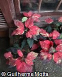 Euphorbia pulcherrima ´Jingle Bells´