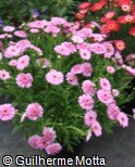 (ARFR11) Argyranthemum frutescens ´Cobbitty Daisy Summer Melody´