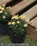 (ARFR8) Argyranthemum frutescens ´Daisy Crasy Sole Mio Improved´
