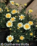 Argyranthemum frutescens ´Daisy Crasy Sole Mio Improved´