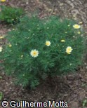 (ARFR13) Argyranthemum frutescens ´Ping Pong´