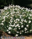 (ARFR12) Argyranthemum frutescens ´Polly´