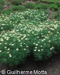 Argyranthemum frutescens ´Ping Pong´