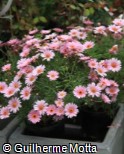 (ARFR10) Argyranthemum frutescens ´Molimba Pink´