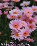 Argyranthemum frutescens ´Molimba Pink´