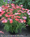 (ARFR9) Argyranthemum frutescens ´Madeira Cherry Red´